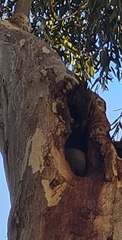Trichosurus vulpecula