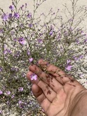 Gilia leptantha purpusii