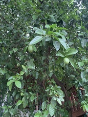 Psidium guajava