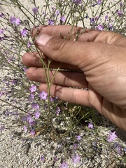Gilia leptantha purpusii