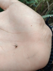 Culicinae