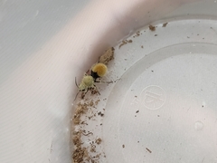 Dasymutilla eminentia