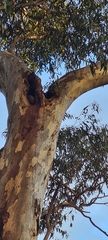 Trichosurus vulpecula