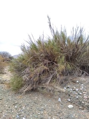 Aphyllocladus ephedroides