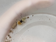 Dasymutilla eminentia