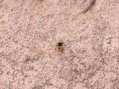 Dasymutilla eminentia