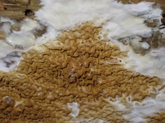 Serpula himantioides