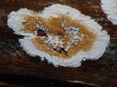 Serpula himantioides