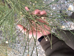 Aphyllocladus ephedroides