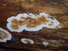 Serpula himantioides