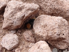 Dasymutilla eminentia