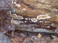 Serpula himantioides