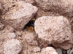 Dasymutilla eminentia