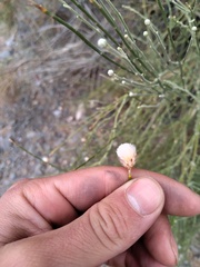 Aphyllocladus ephedroides