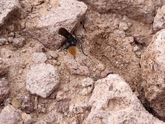 Dasymutilla eminentia