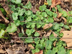 Glechoma hederacea