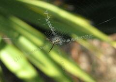 Argiope florida