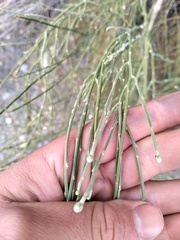 Aphyllocladus ephedroides