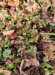 Persicaria longiseta