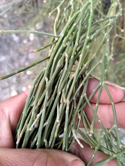 Aphyllocladus ephedroides