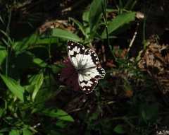 Melanargia lachesis