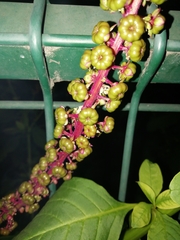 Phytolacca heterotepala