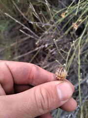 Aphyllocladus ephedroides