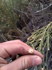 Aphyllocladus ephedroides