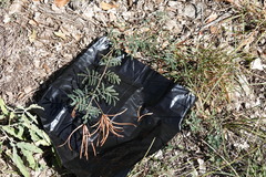 Desmanthus velutinus