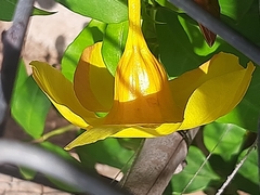 Allamanda cathartica