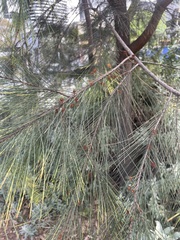 Casuarinaceae