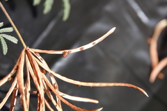 Desmanthus velutinus