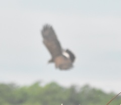 Rostrhamus sociabilis