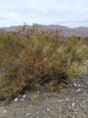 Hualania colletioides