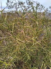 Hualania colletioides