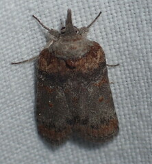 Nycteola