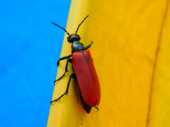 Lytta cardinalis