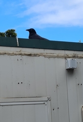 Corvus mellori