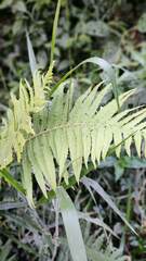 Microlepia strigosa