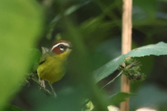 Basileuterus delattrii