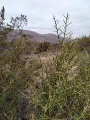 Hualania colletioides