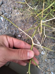 Hualania colletioides