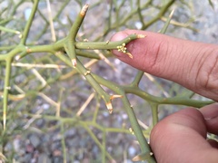 Hualania colletioides