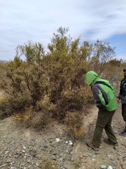 Hualania colletioides