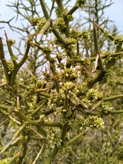 Hualania colletioides