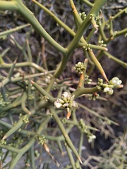 Hualania colletioides