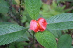 Palicourea tomentosa