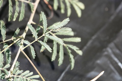 Desmanthus velutinus