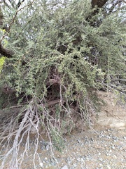 Atamisquea emarginata