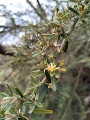 Atamisquea emarginata